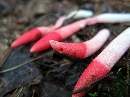 red stinkhorn