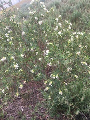 Pimelea stricta