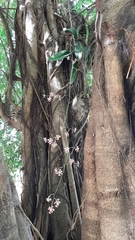 Trichocentrum oerstedii