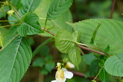 Impatiens edgeworthii