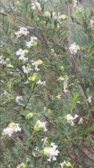 Pimelea stricta