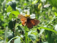 Parvospila lucianus
