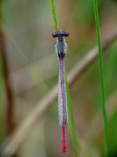 Small Red Damselfly, Stratum, Eindhoven, Netherlands, photo 5 of 10
