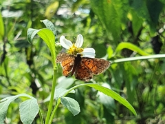 Parvospila lucianus