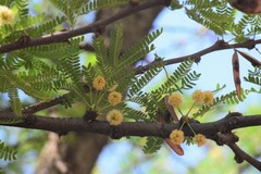 Vachellia robusta robusta