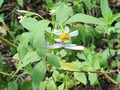 Parvospila lucianus