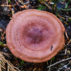 Lactarius olympianus