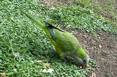 Myiopsitta monachus