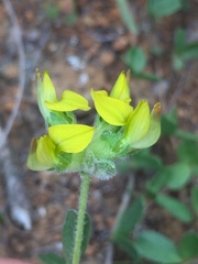 Lotononis rostrata rostrata