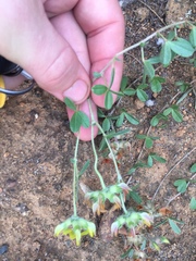 Lotononis rostrata rostrata