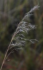 Stipagrostis ciliata capensis