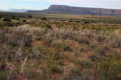 Stipagrostis ciliata capensis