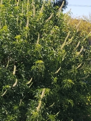 Aesculus californica