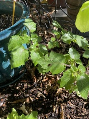 Physalis grisea