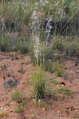 Stipagrostis ciliata capensis