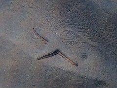 Astropecten jonstoni