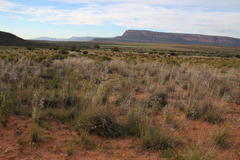 Stipagrostis ciliata capensis