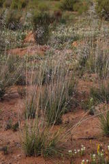 Stipagrostis ciliata capensis