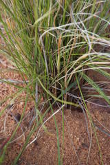 Stipagrostis ciliata capensis