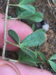 Lotononis rostrata rostrata