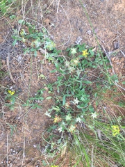 Lotononis rostrata rostrata