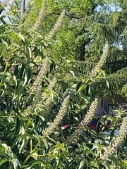 Aesculus californica