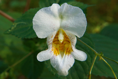 Impatiens edgeworthii