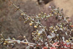 Tetraena retrofracta