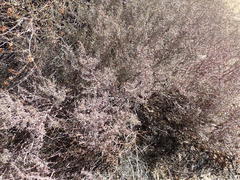 Tetraena retrofracta