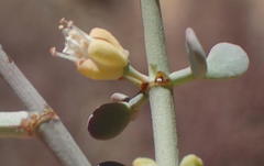 Tetraena retrofracta