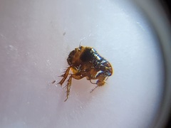 Pulicidae