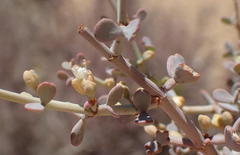 Tetraena retrofracta