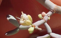 Tetraena retrofracta