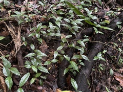 Prunus occidentalis