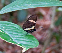 Isapis agyrtus