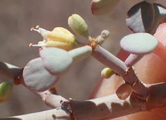 Tetraena retrofracta