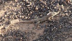 Pedioplanis laticeps