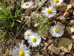 Erigeron pumilus intermedius