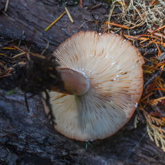 Lactarius olympianus