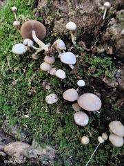 Psathyrella saccharinophila