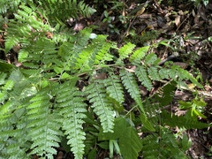 Dennstaedtia bipinnata