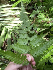 Dennstaedtia bipinnata