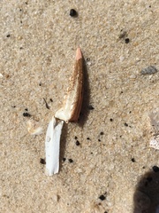 Callinectes sapidus