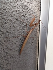 Mantis religiosa