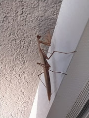 Mantis religiosa