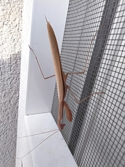 Mantis religiosa