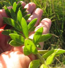 Lasiosiphon calocephalus