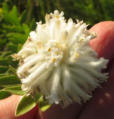 Lasiosiphon calocephalus