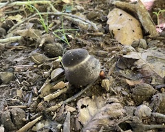 Tylopilus alboater
