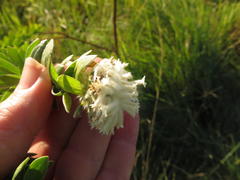 Lasiosiphon calocephalus